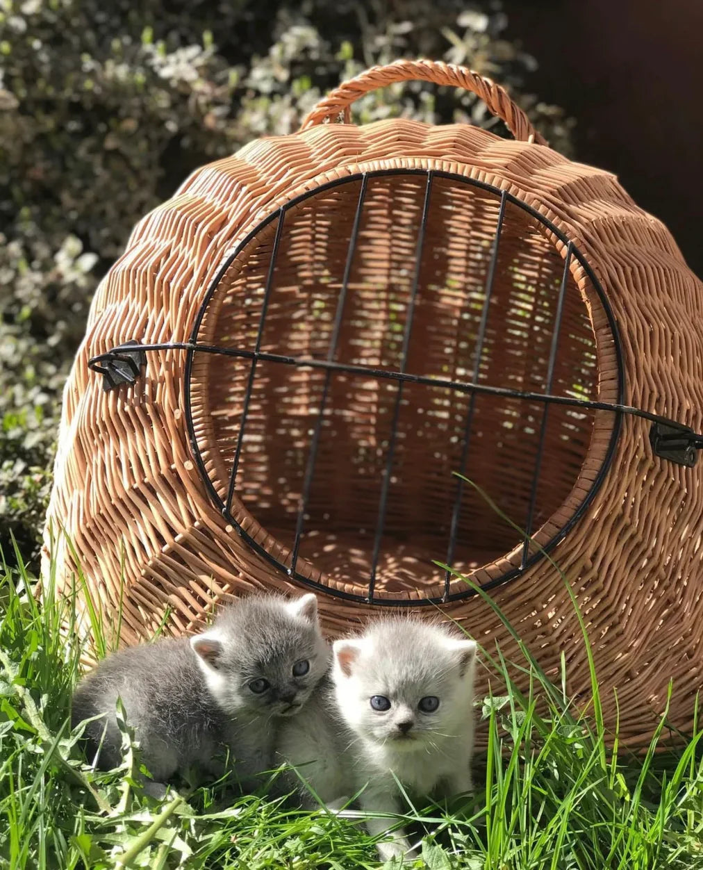 Pet Carrier Basket